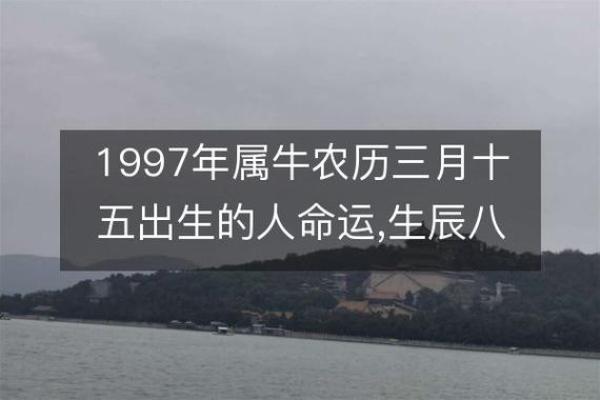 1997年属牛人的命运与性格分析